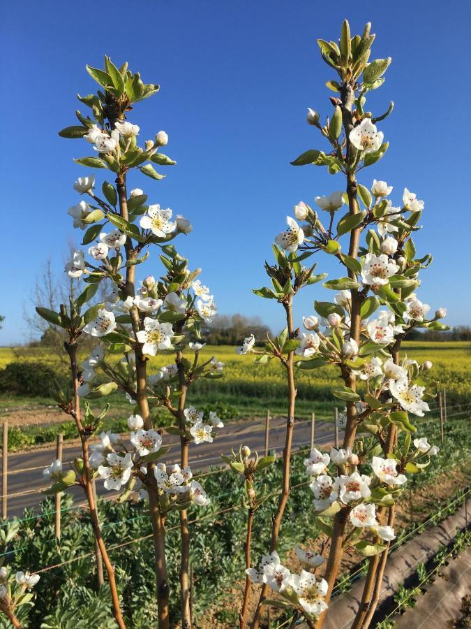 Domaine D'Elusa วิค-เฟซ็องเซ็ค ภายนอก รูปภาพ