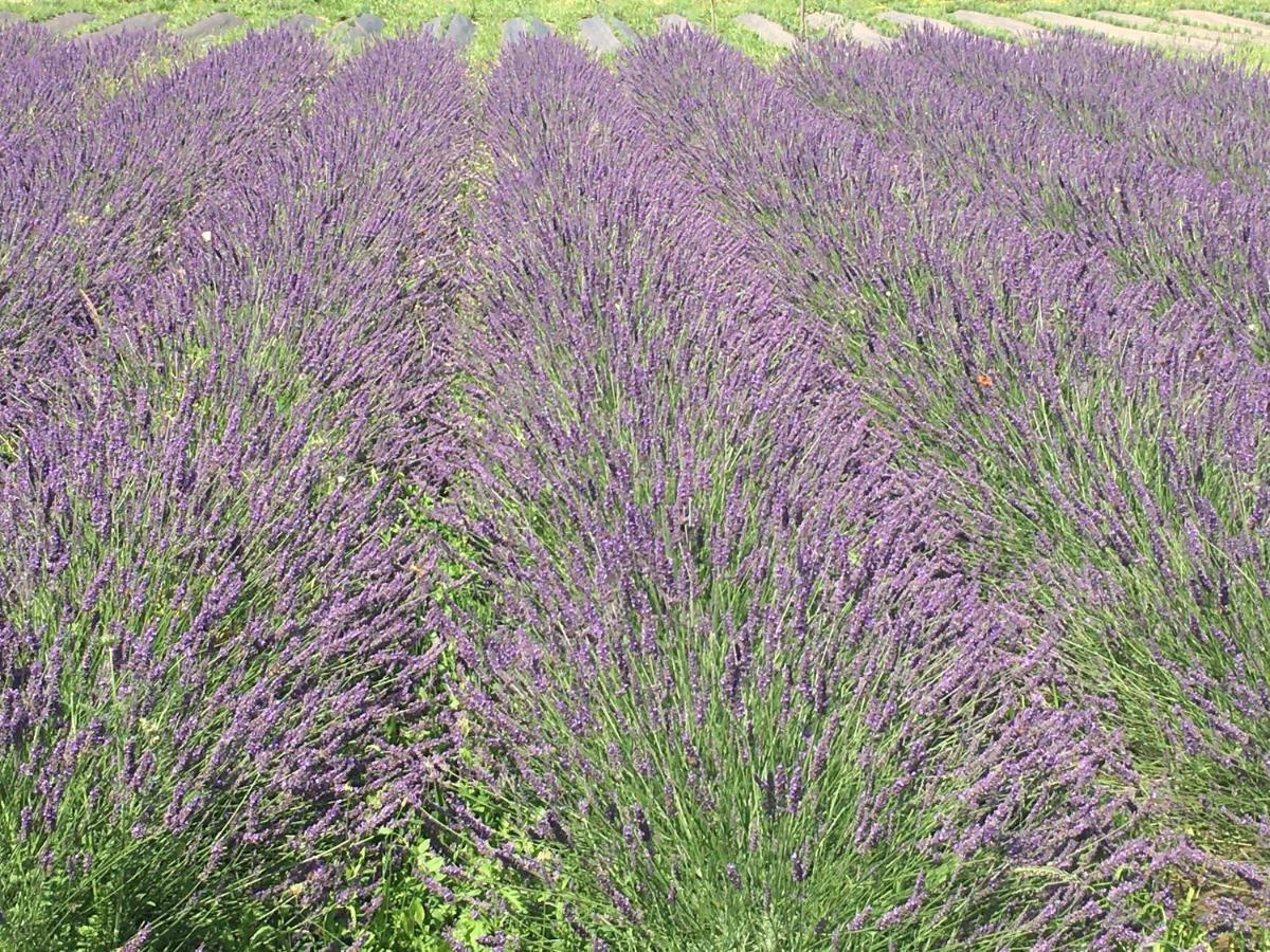 Domaine D'Elusa วิค-เฟซ็องเซ็ค ภายนอก รูปภาพ